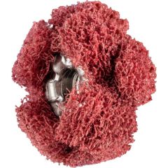 Finishing pad PNST POLINOX 19/2mm A280, Pferd